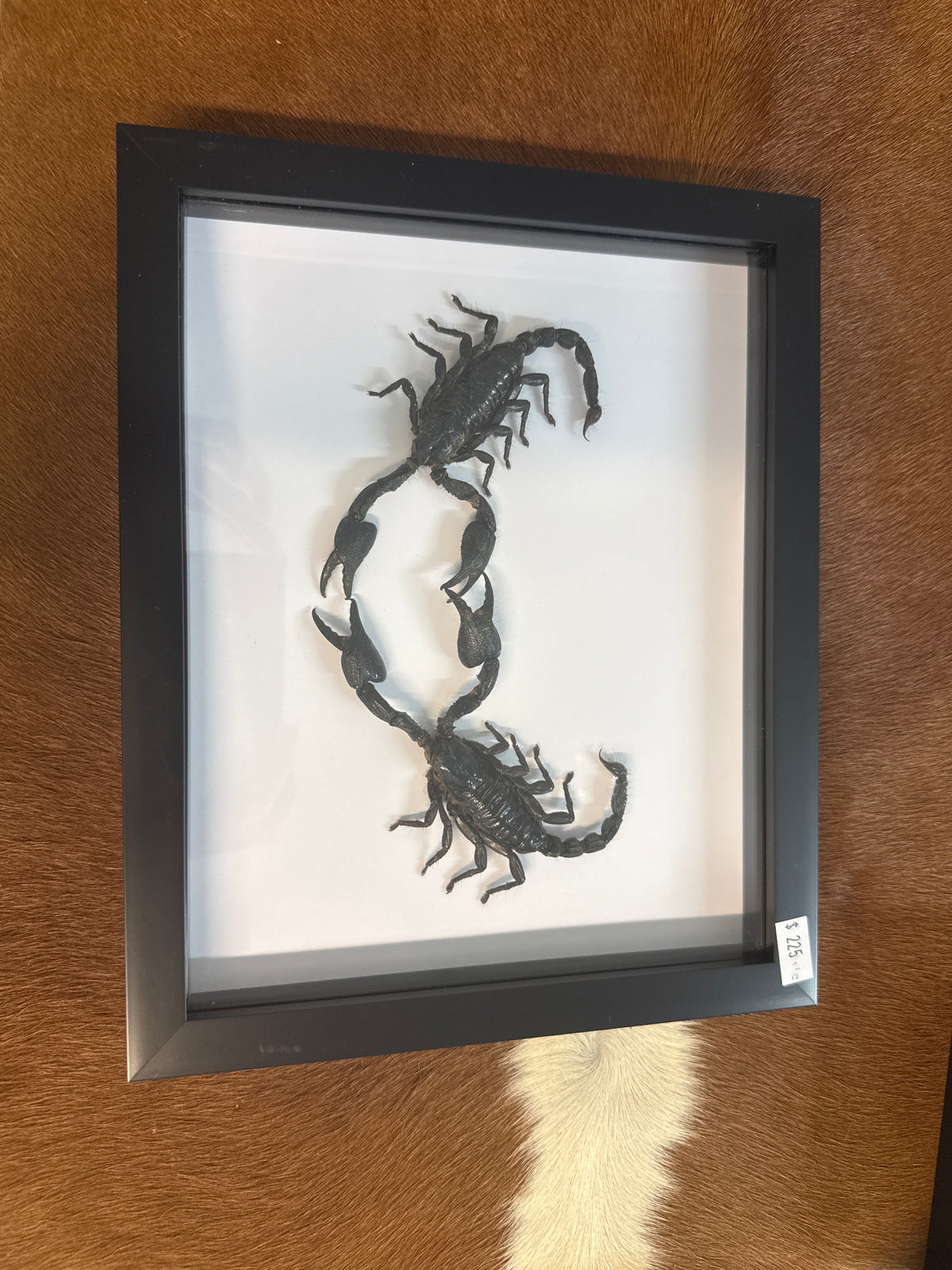 Giant Forest Scorpion Heart Frame
