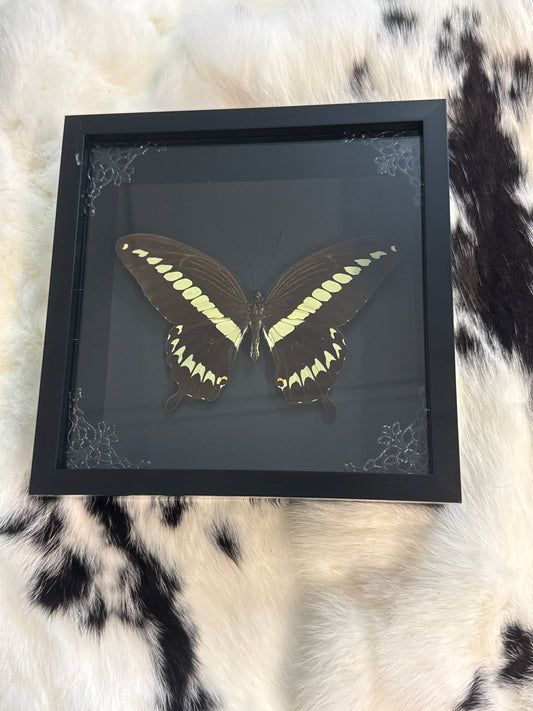 Thaos Swallowtail Butterfly Frame