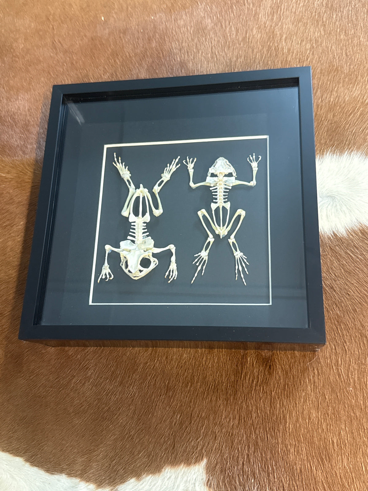Toad Skeleton duo Frame