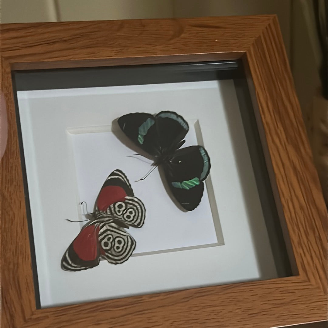 Diaethria clymena duo Butterfly in a frame