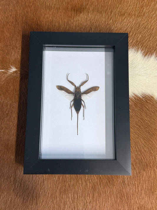 Water Scorpion - Laccotrephes archipelago Frame - Pumpkin Cat Collectables
