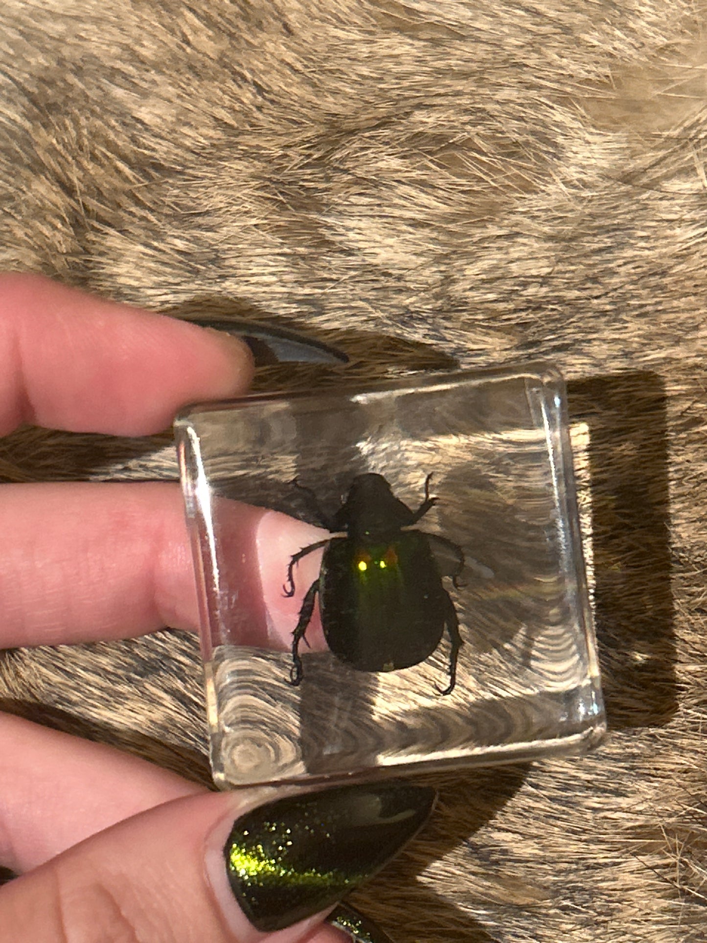 Green Beetle in Resin Block (C)