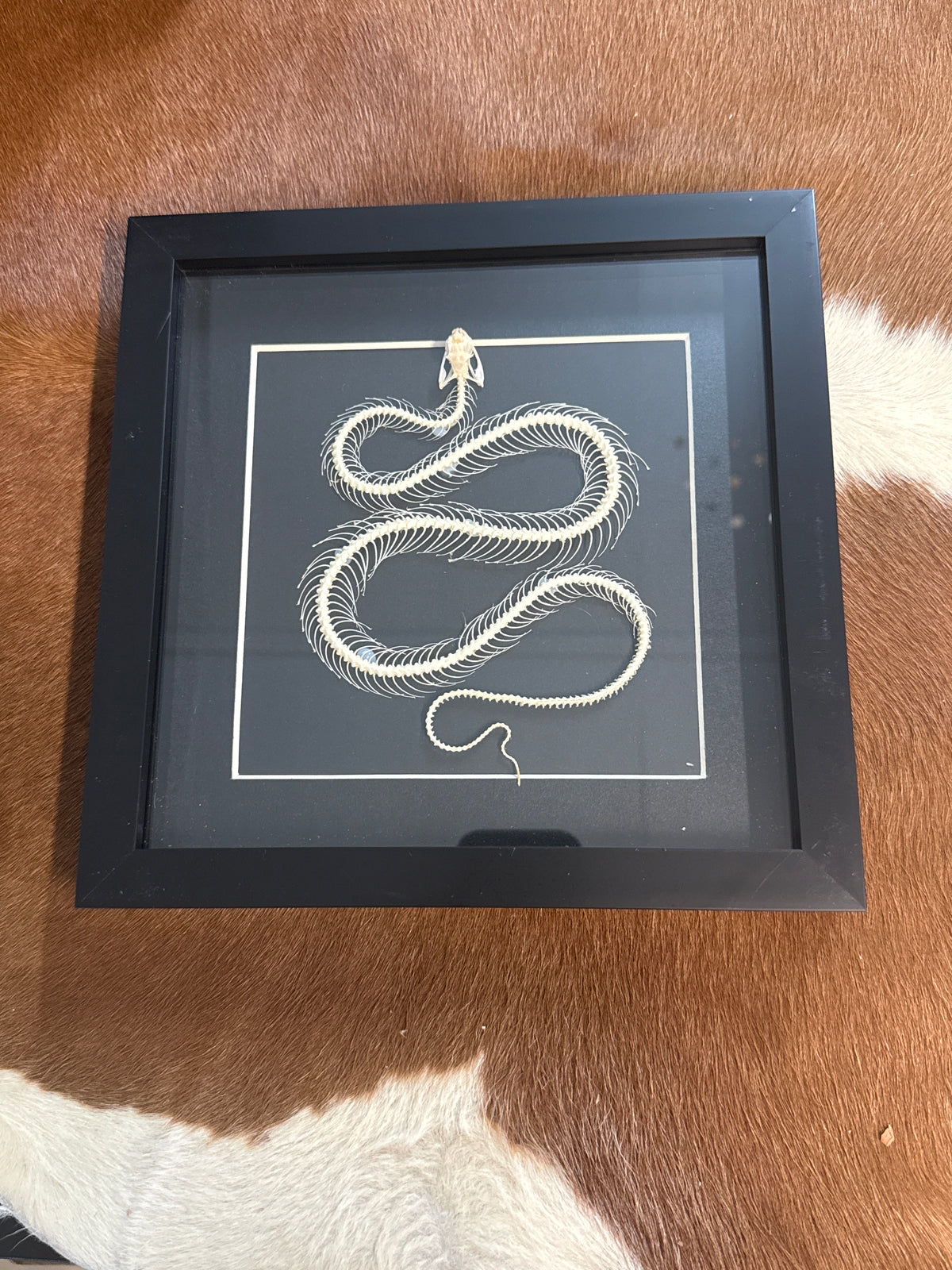 Trimeresurus albolabris Snake Skeleton Frame