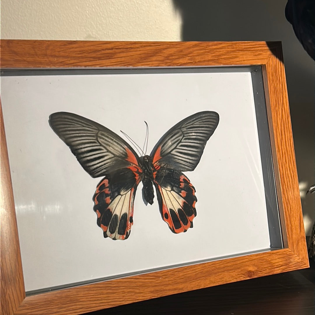 Papilio Romanzovia butterfly in a frame - Pumpkin Cat Collectables