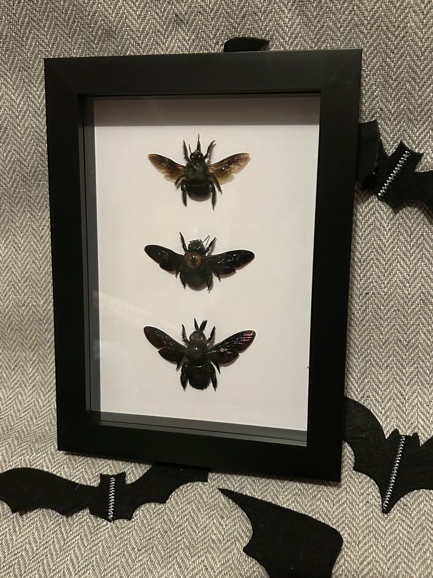 Dark Bee Trio Frame