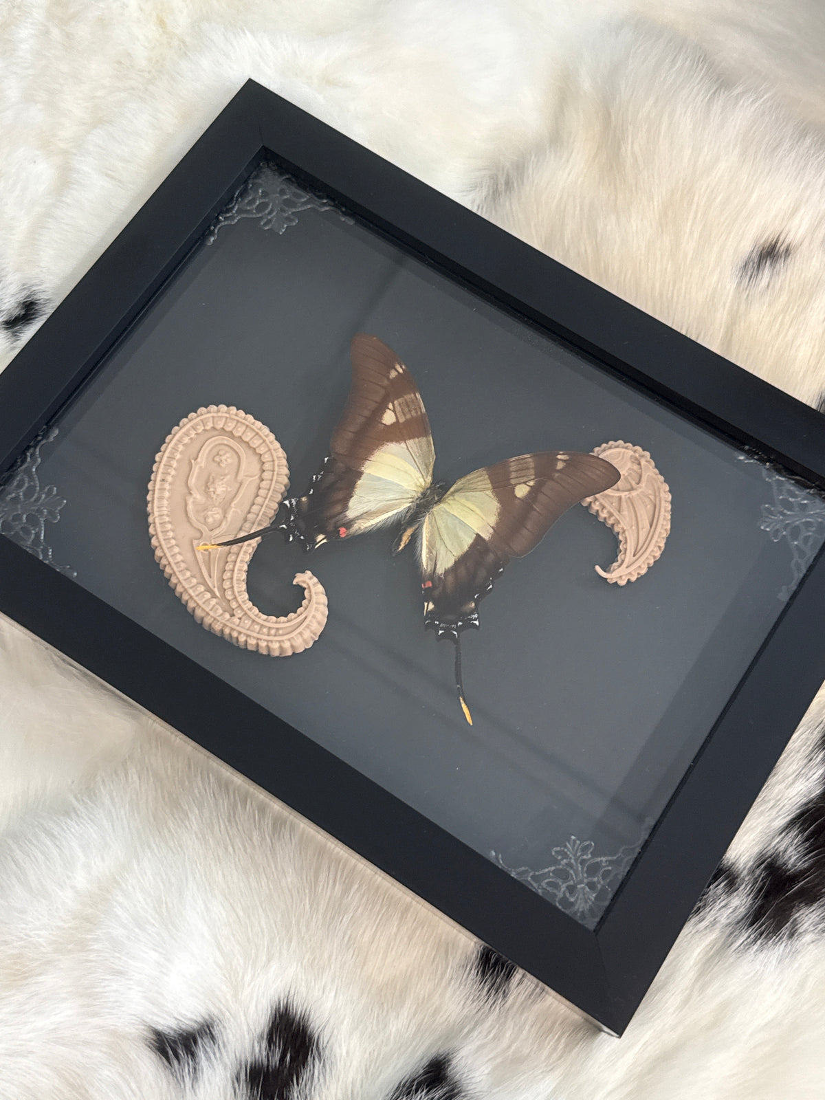 Eurytides serville Butterfly in a Frame