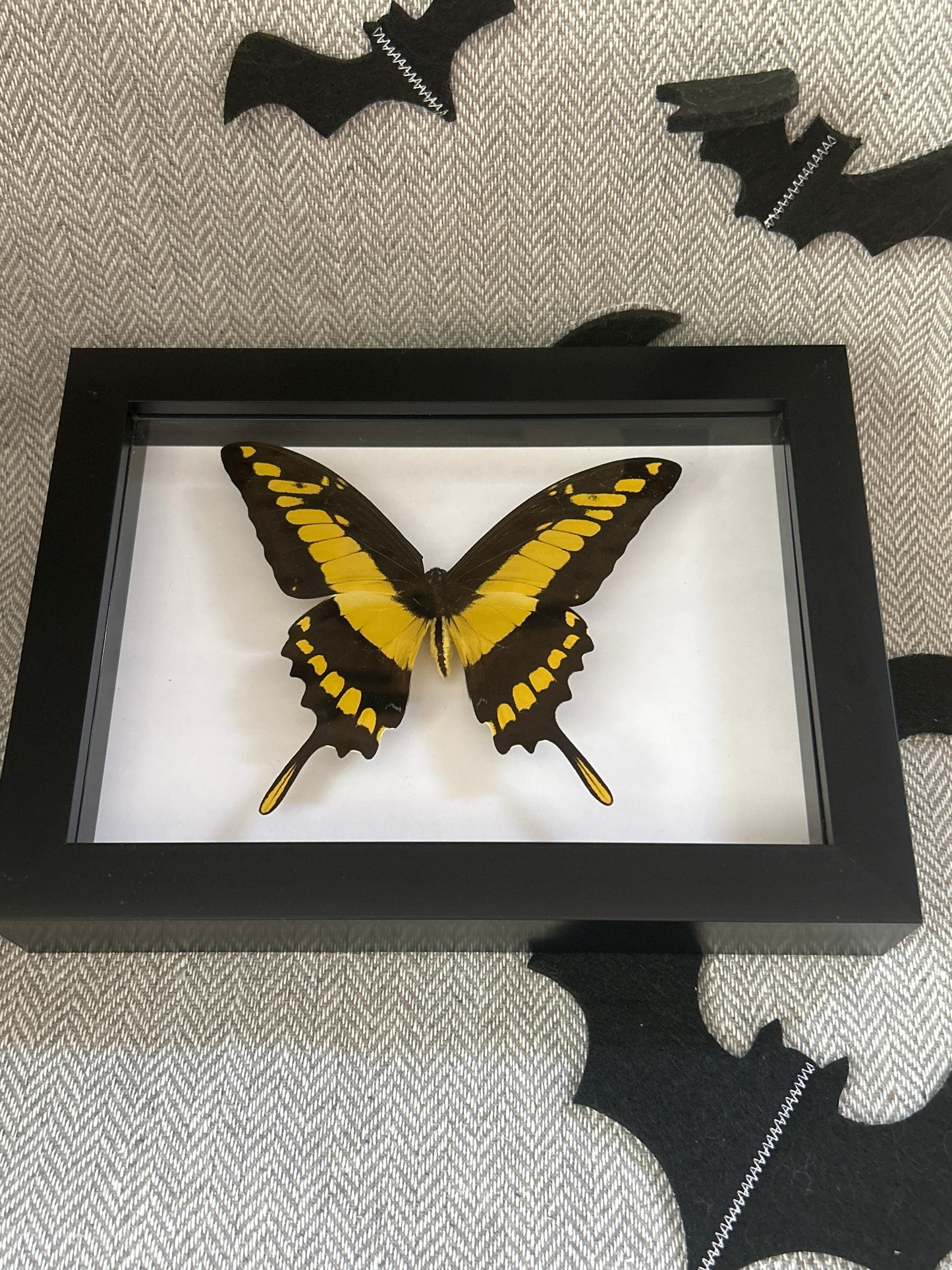 King Swallowtail Butterfly in a frame