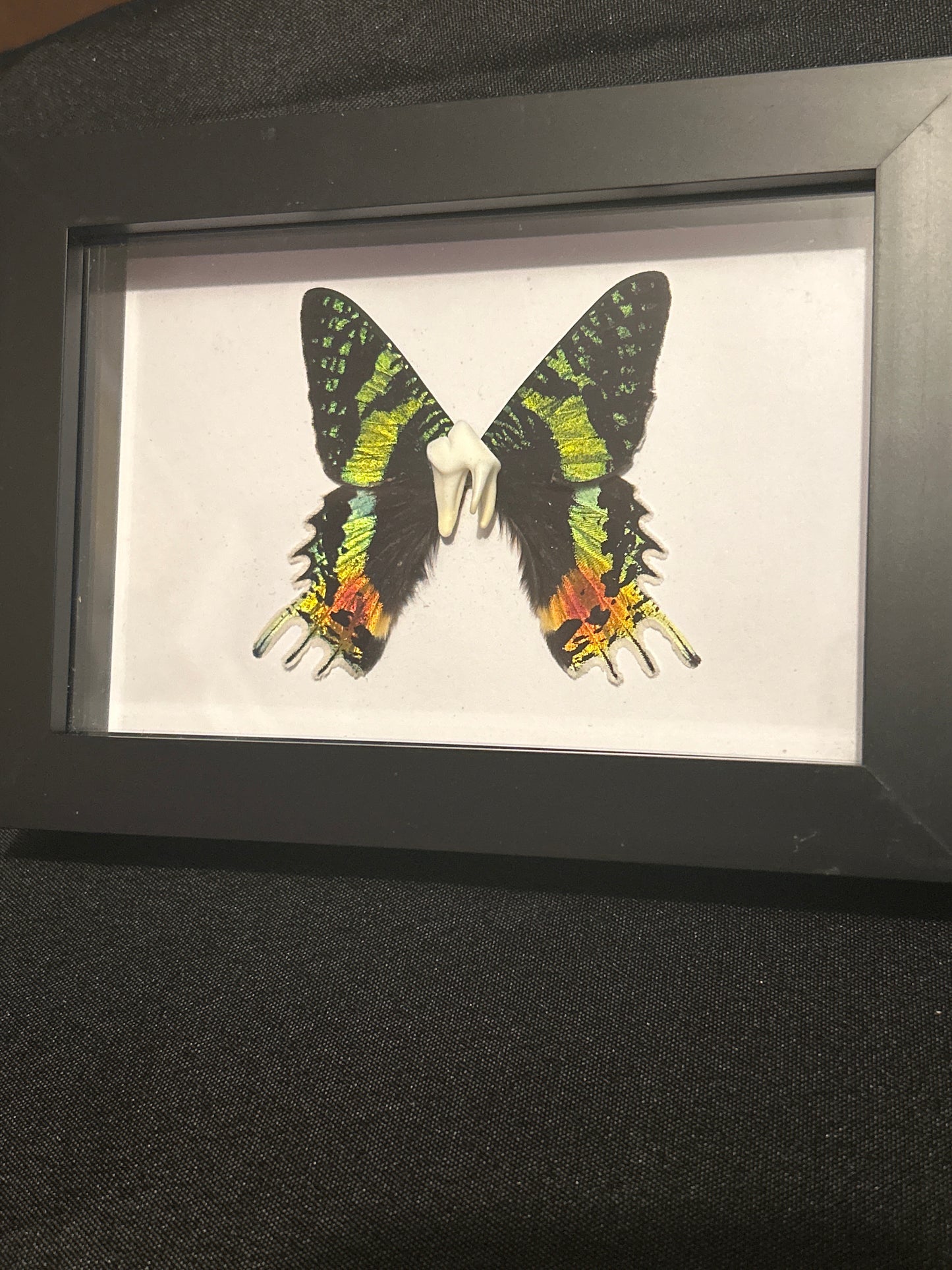 “Tooth Fairy” Frame