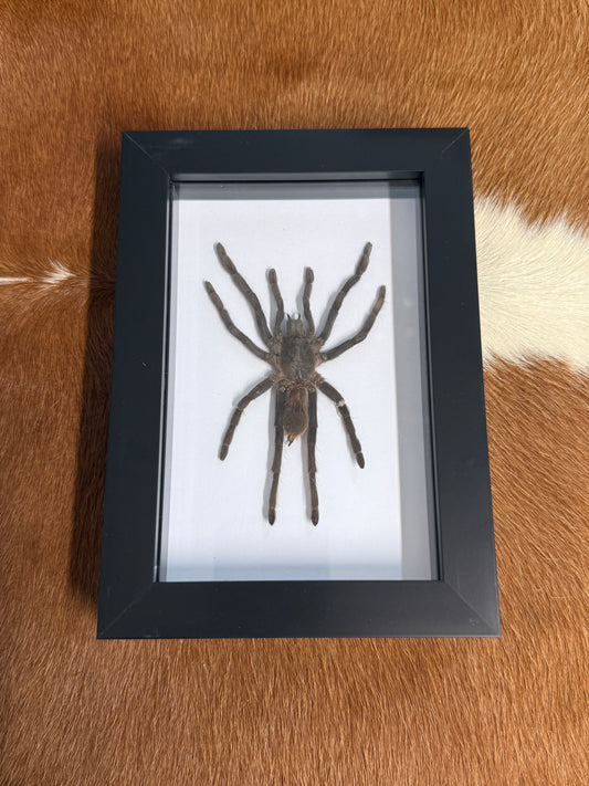 Selenocosmia dolichoplectra Tarantula Frame - Pumpkin Cat Collectables