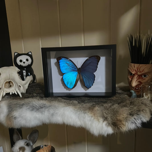 Morpho menelaus Butterfly in a frame