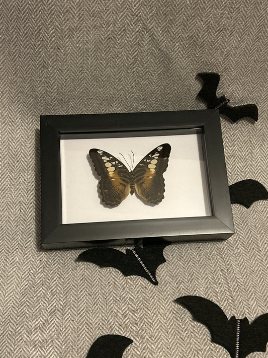 Parthenos Sylvia butterfly Frame