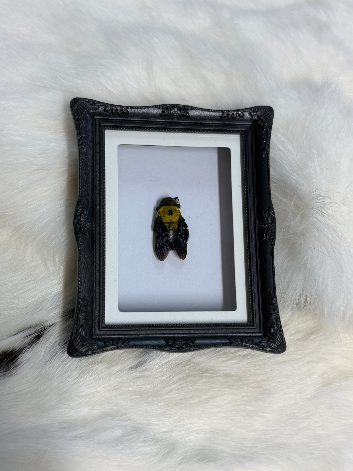 Bug Fridge Magnet Mini Frame - Pumpkin Cat Collectables