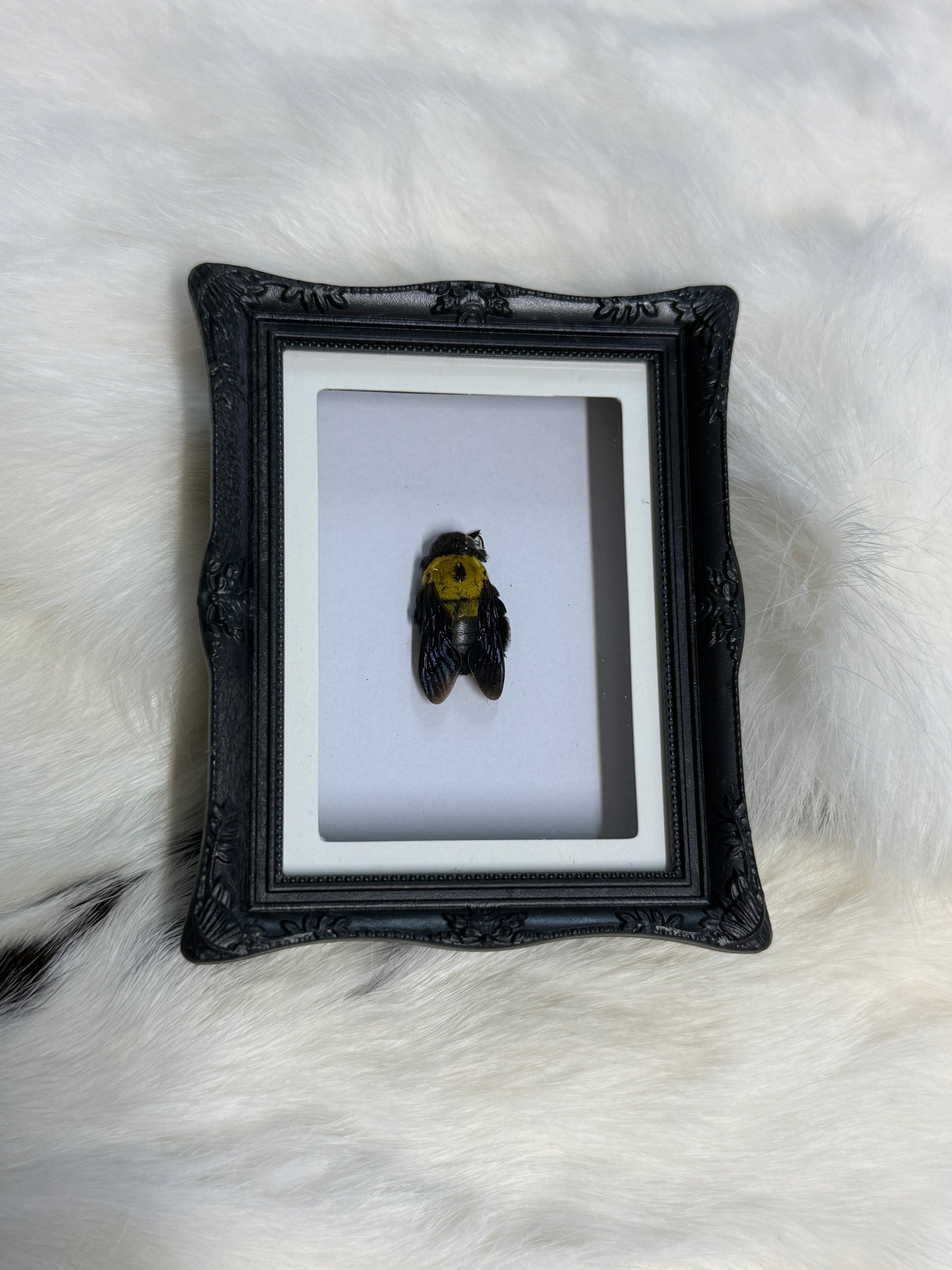 Bug Fridge Magnet Mini Frame - Pumpkin Cat Collectables