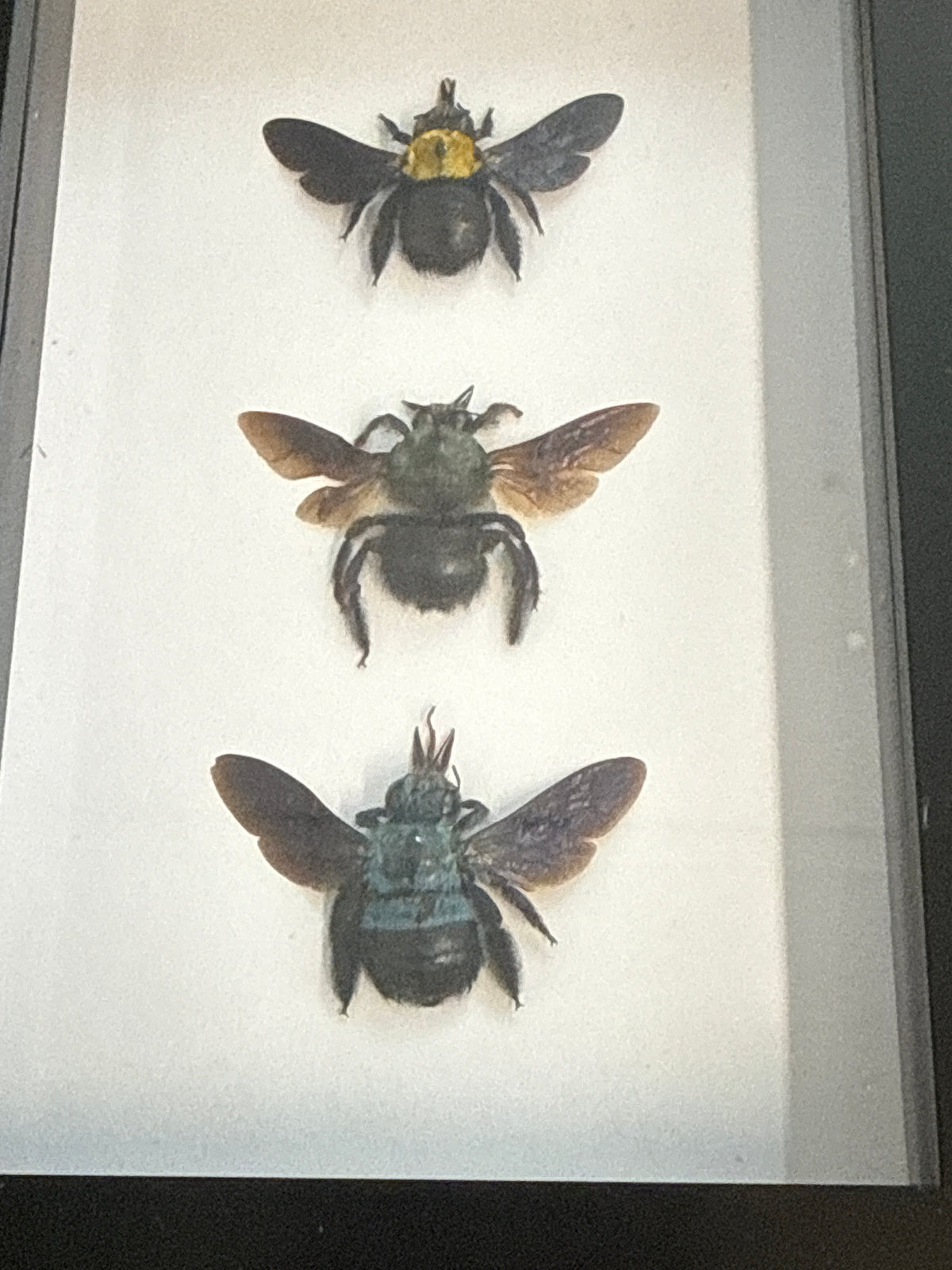 Carpenter Bee Trio Frame