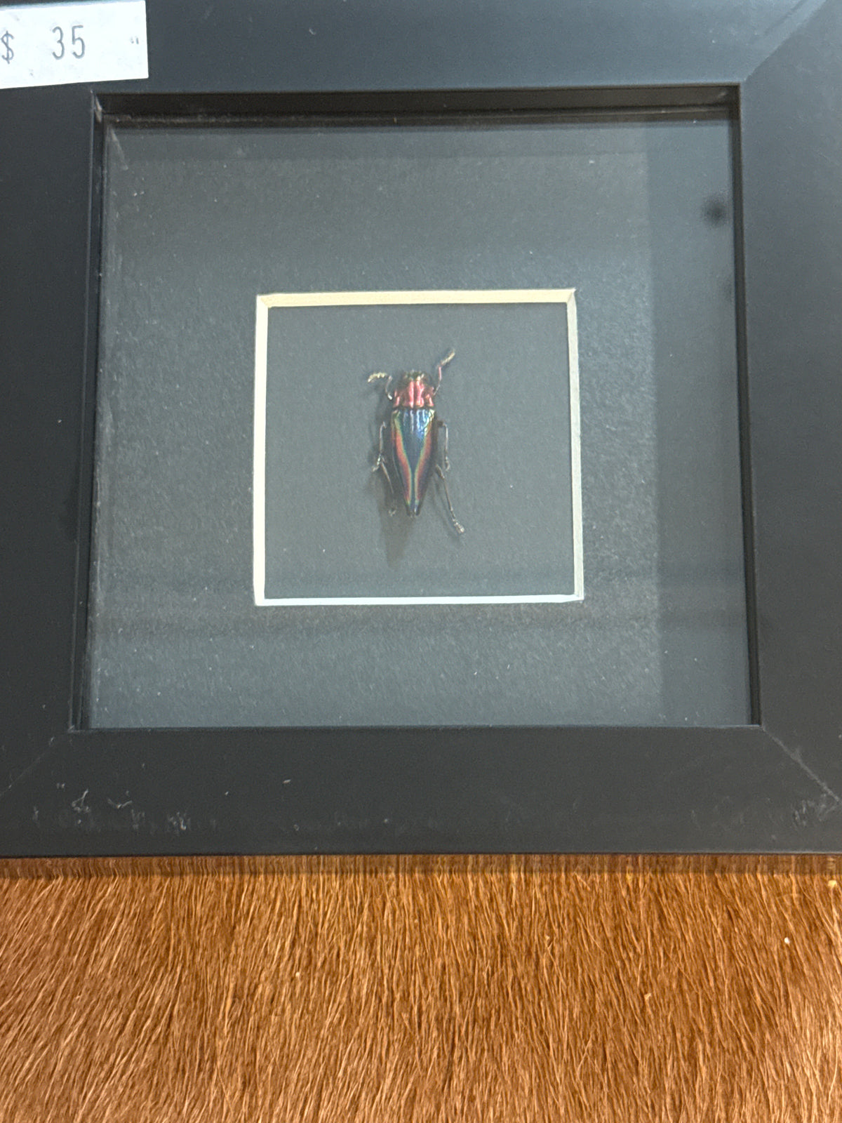 Cyphogastra Javanica Jewel Beetle in a Frame