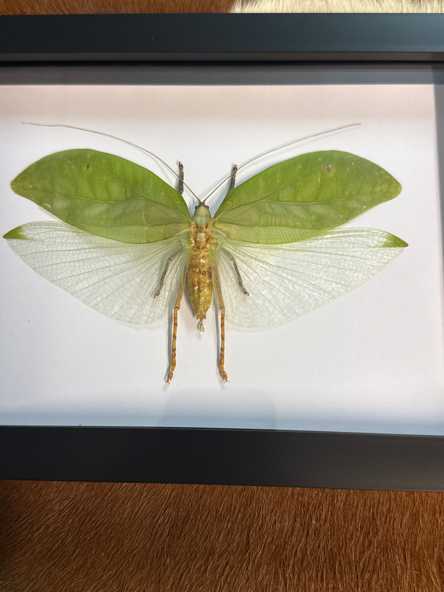 Green Katydid in a Frame