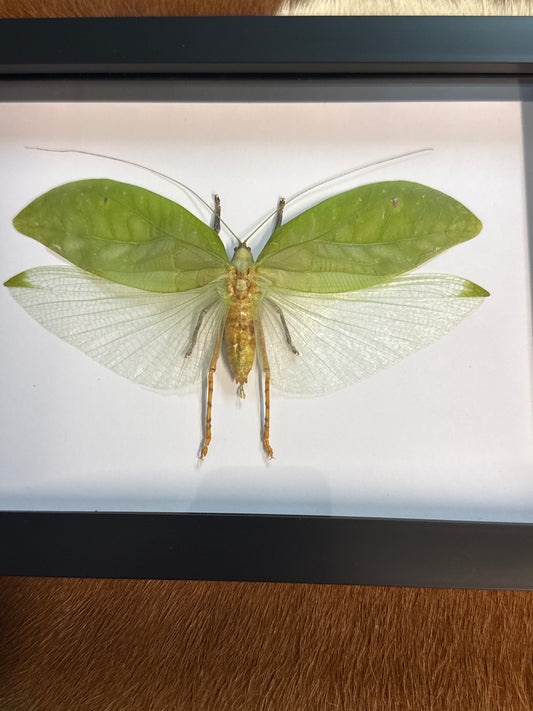 Green Katydid in a Frame