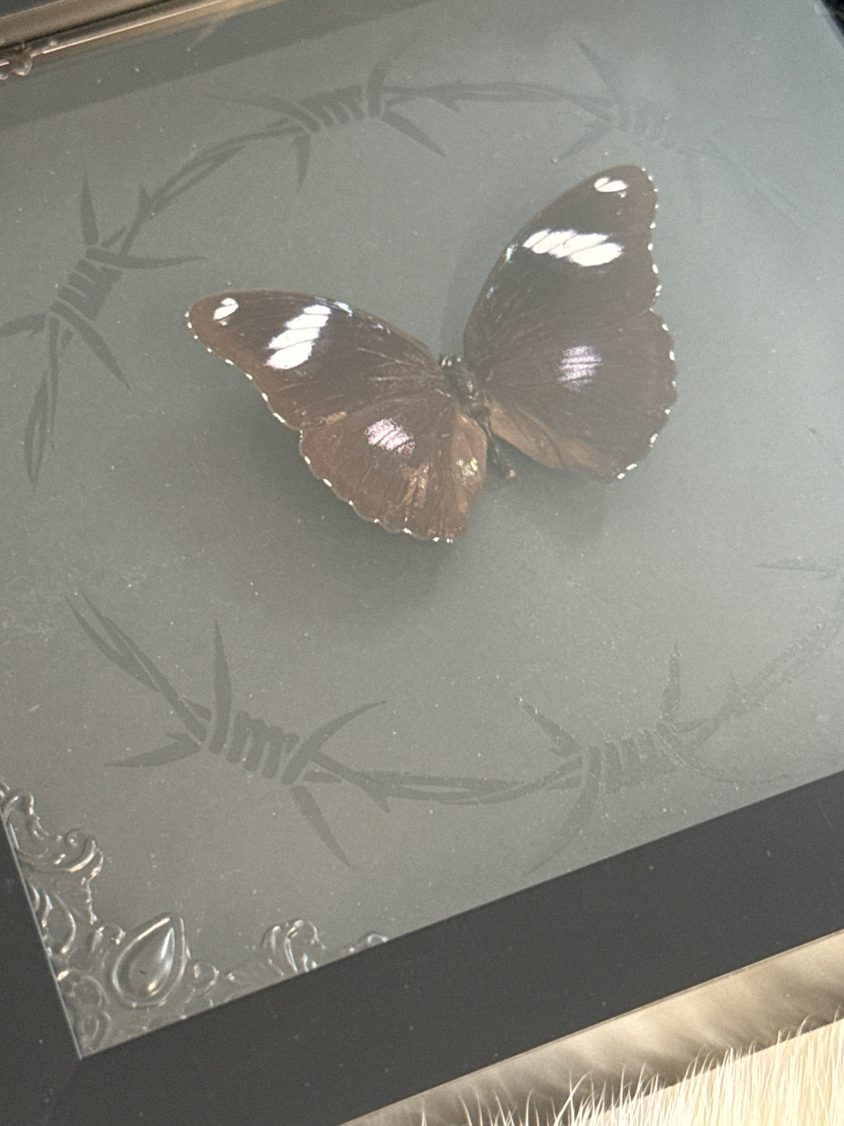 Great Eggfly Butterfly in a Frame