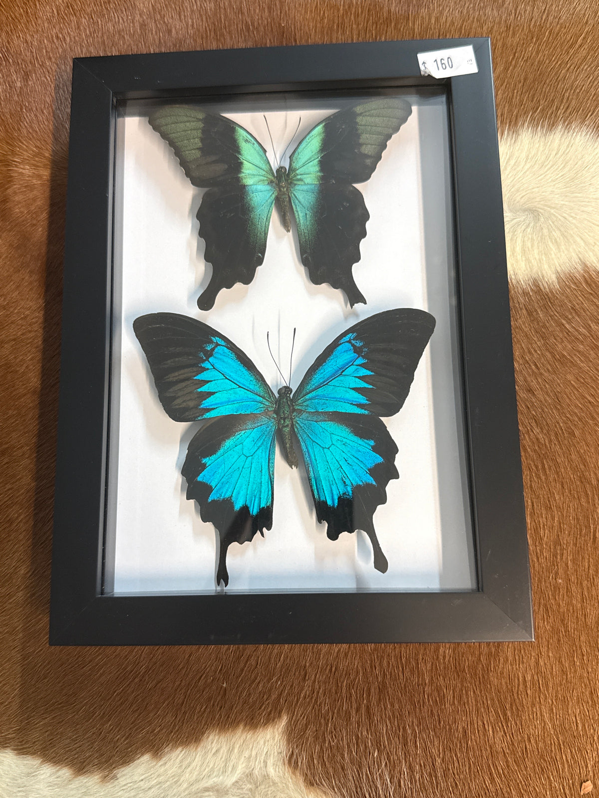 Papilio peranthus & Ulysses Butterfly Duo Frame