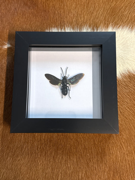 Megasoclia velutina Wasp in a Frame