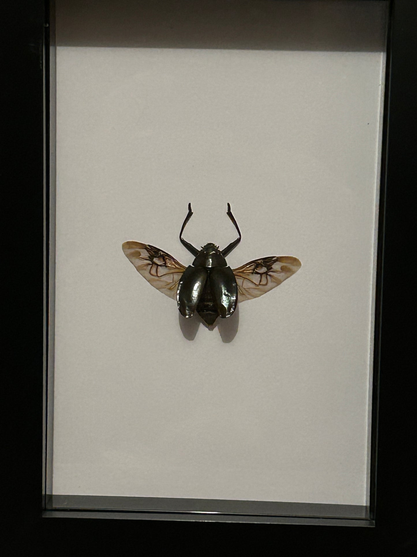 Gyrinidae Beetle in a Frame