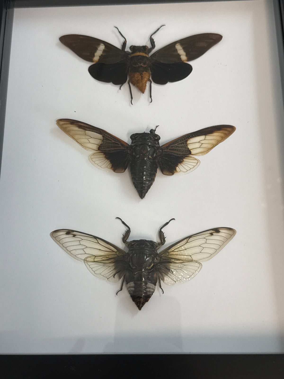 Cicada Trio Frame