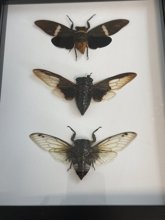 Cicada Trio Frame