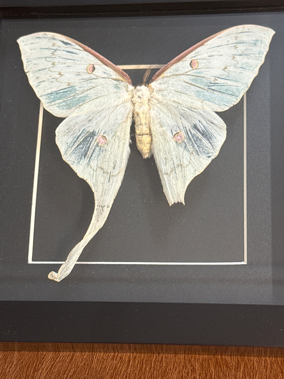 Luna Moth in a Frame
