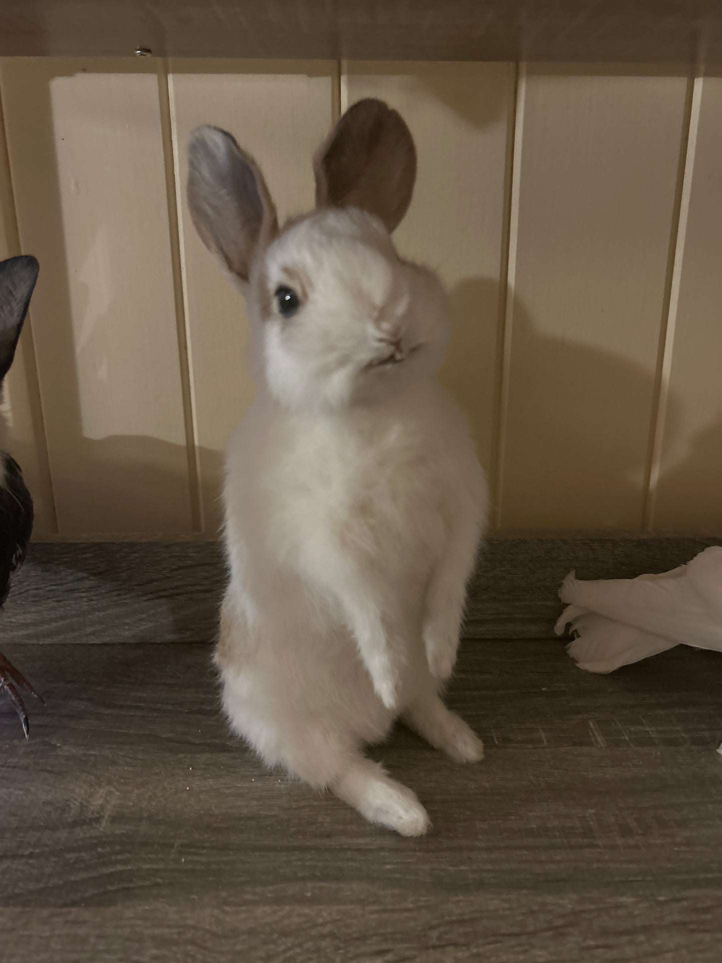 Taxidermy Bunny Mount 'Penny’