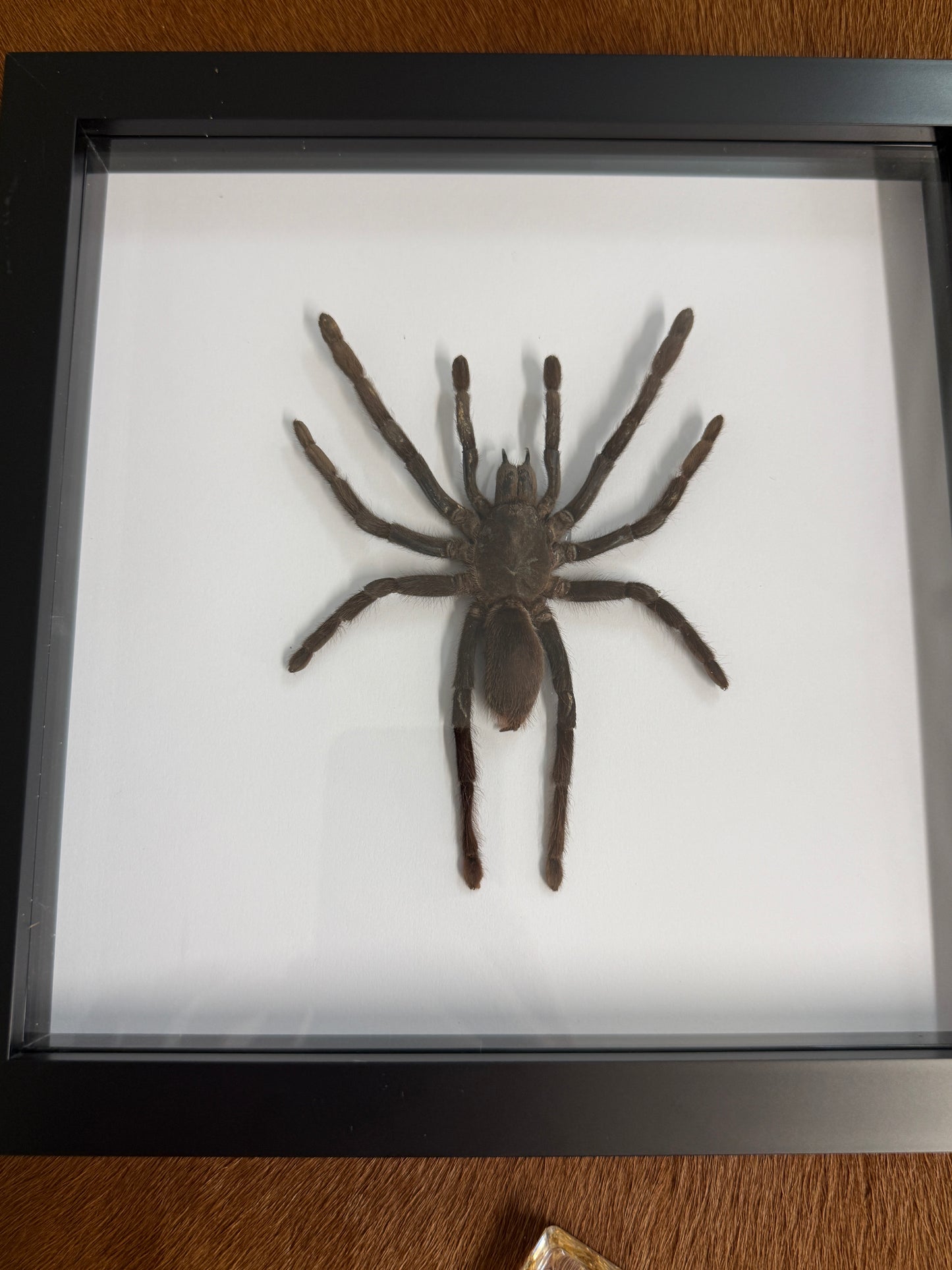Large Selenocosmia dolichoplectra Tarantula Frame