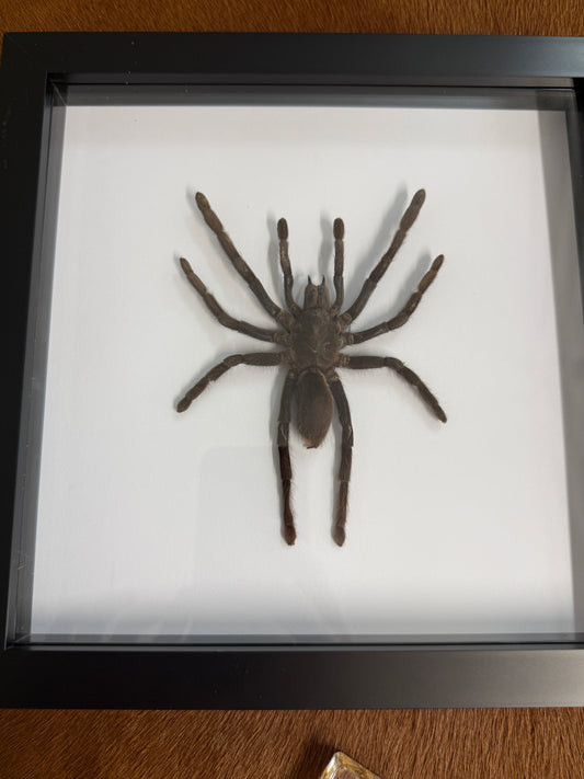 Large Selenocosmia dolichoplectra Tarantula Frame