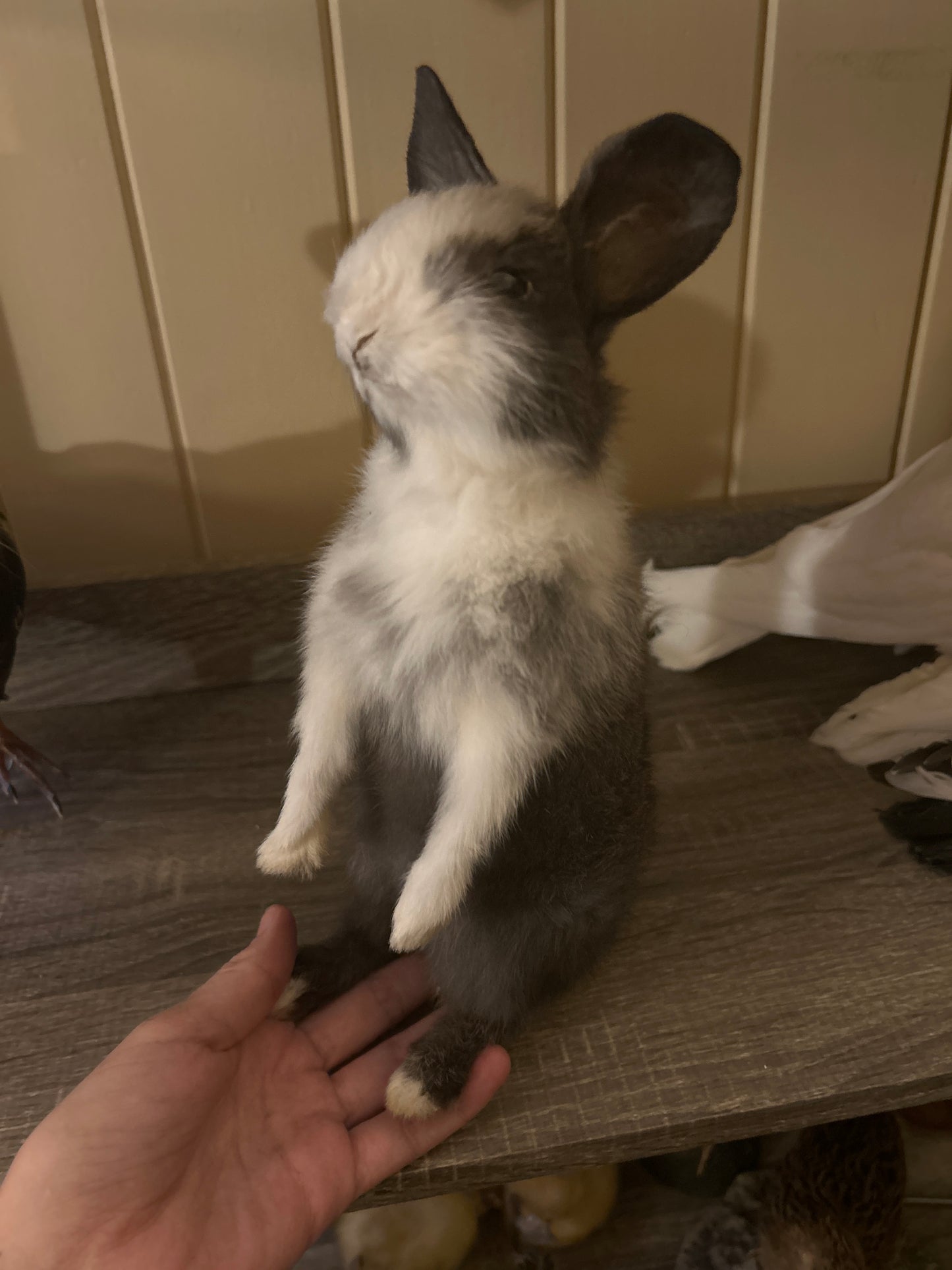 Taxidermy Bunny Mount 'Peanut’