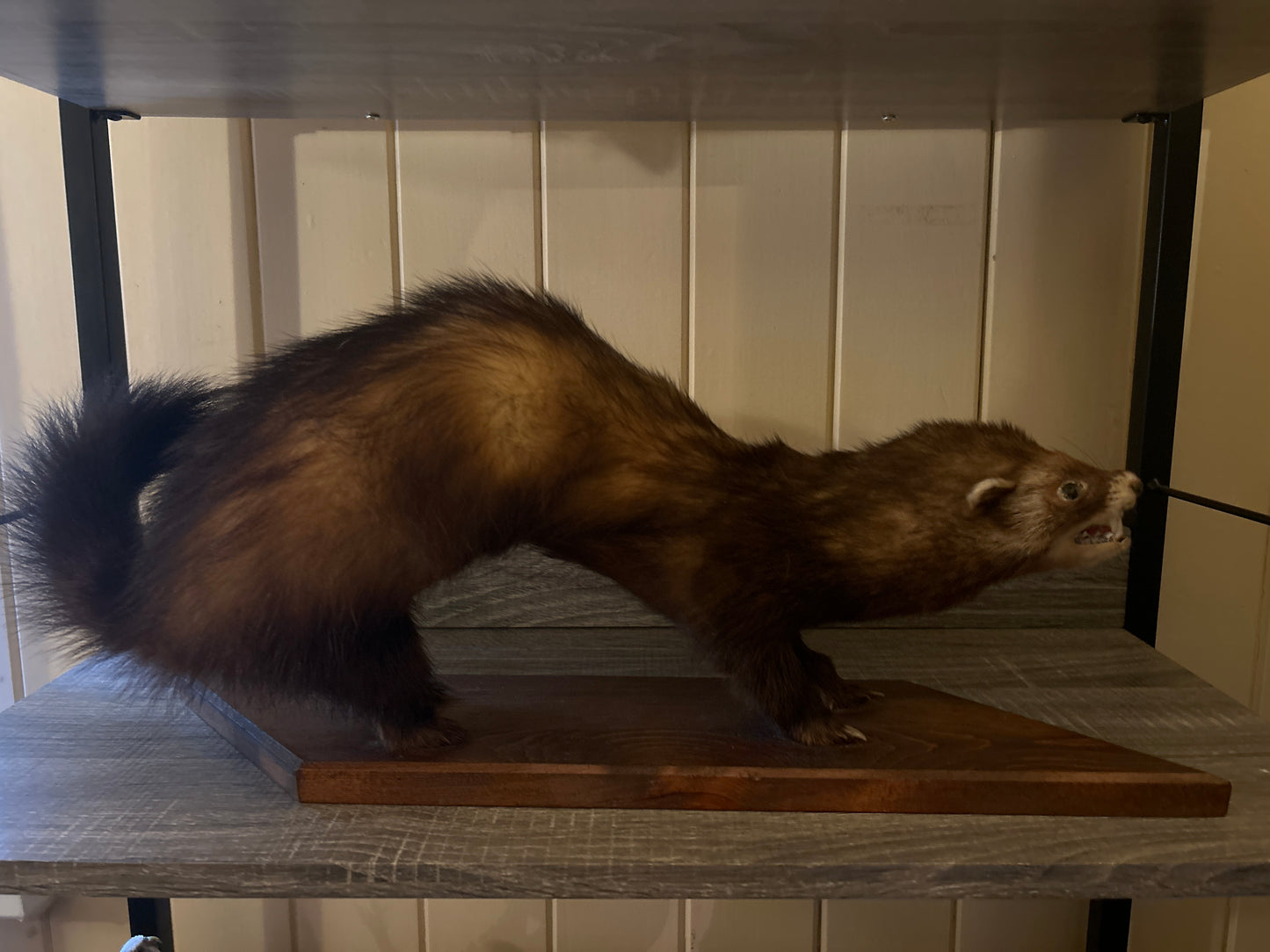 Ferret Taxidermy Mount