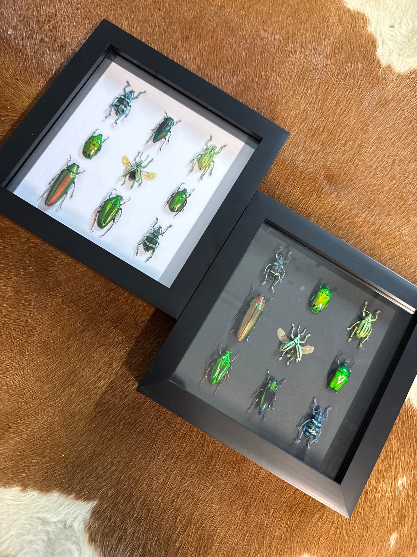 Green Beetle Party Frame
