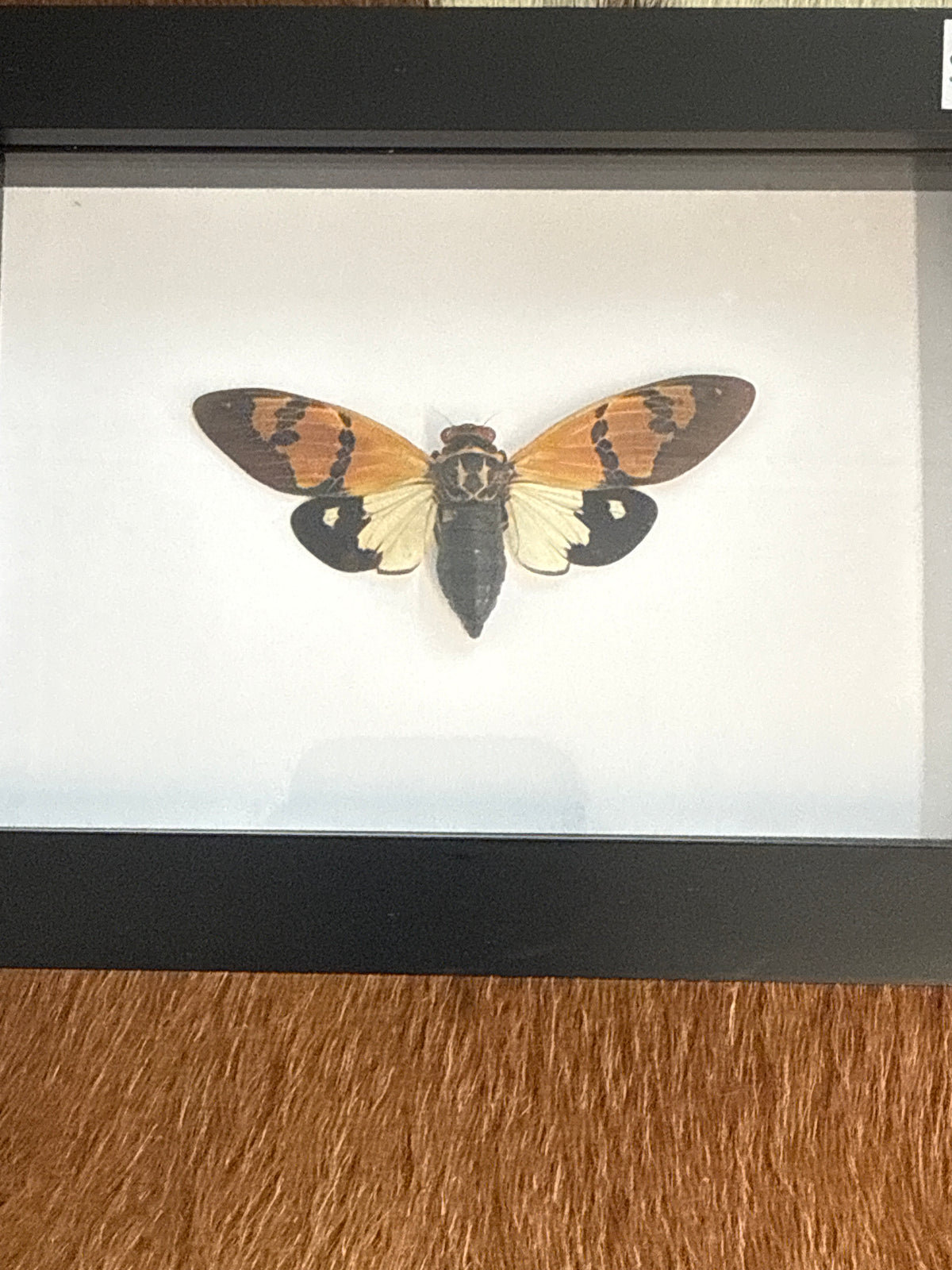 Gaeana festiva Cicada in a Frame