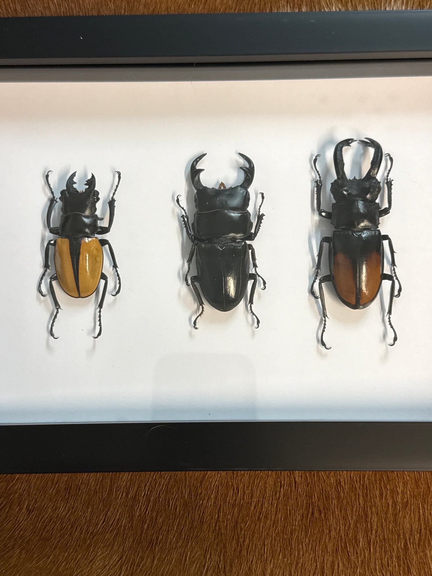 Pinchy Beetle Trio