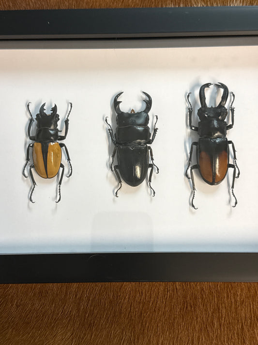 Pinchy Beetle Trio