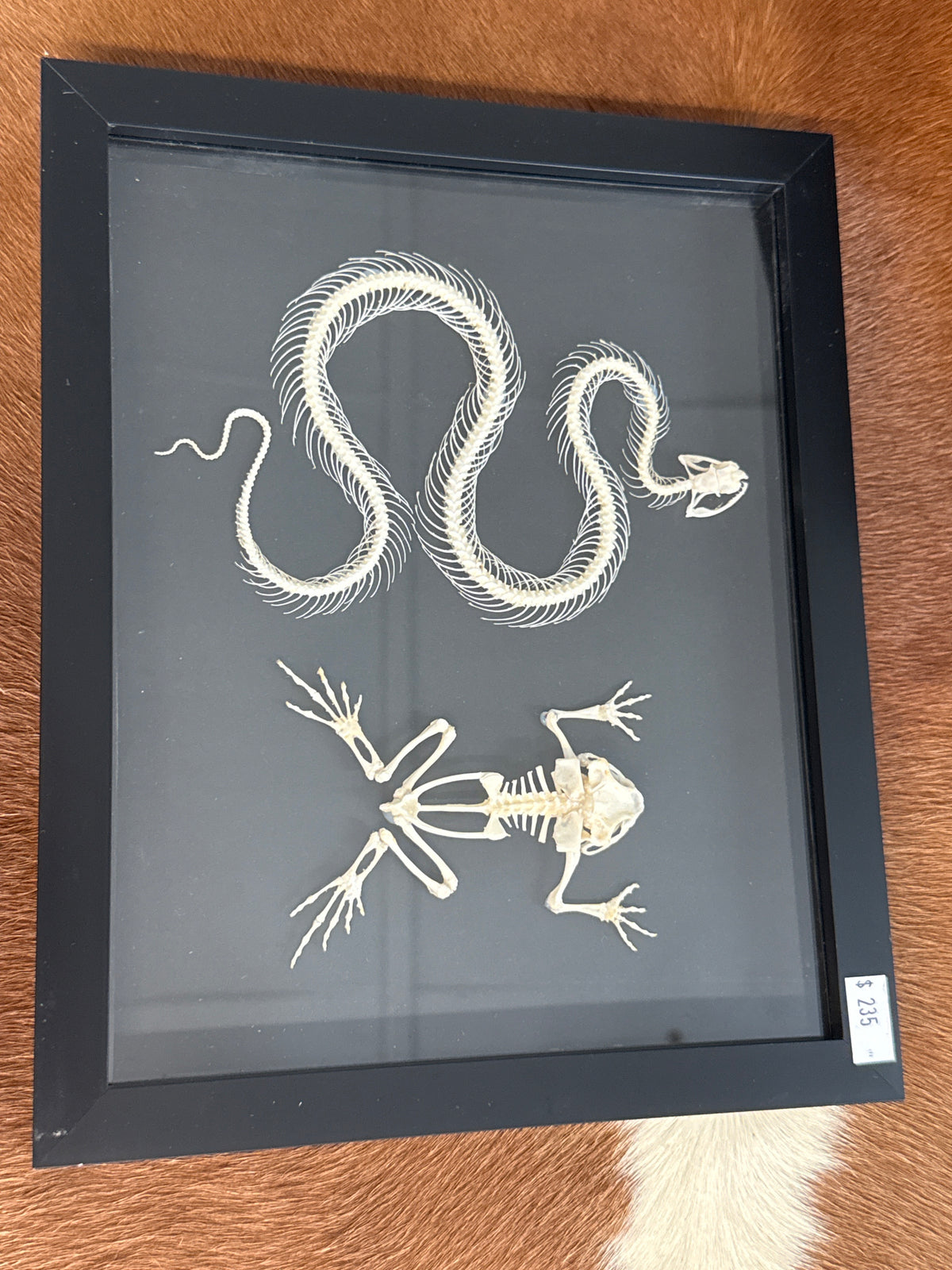 Snake & Toad Skeleton Frame