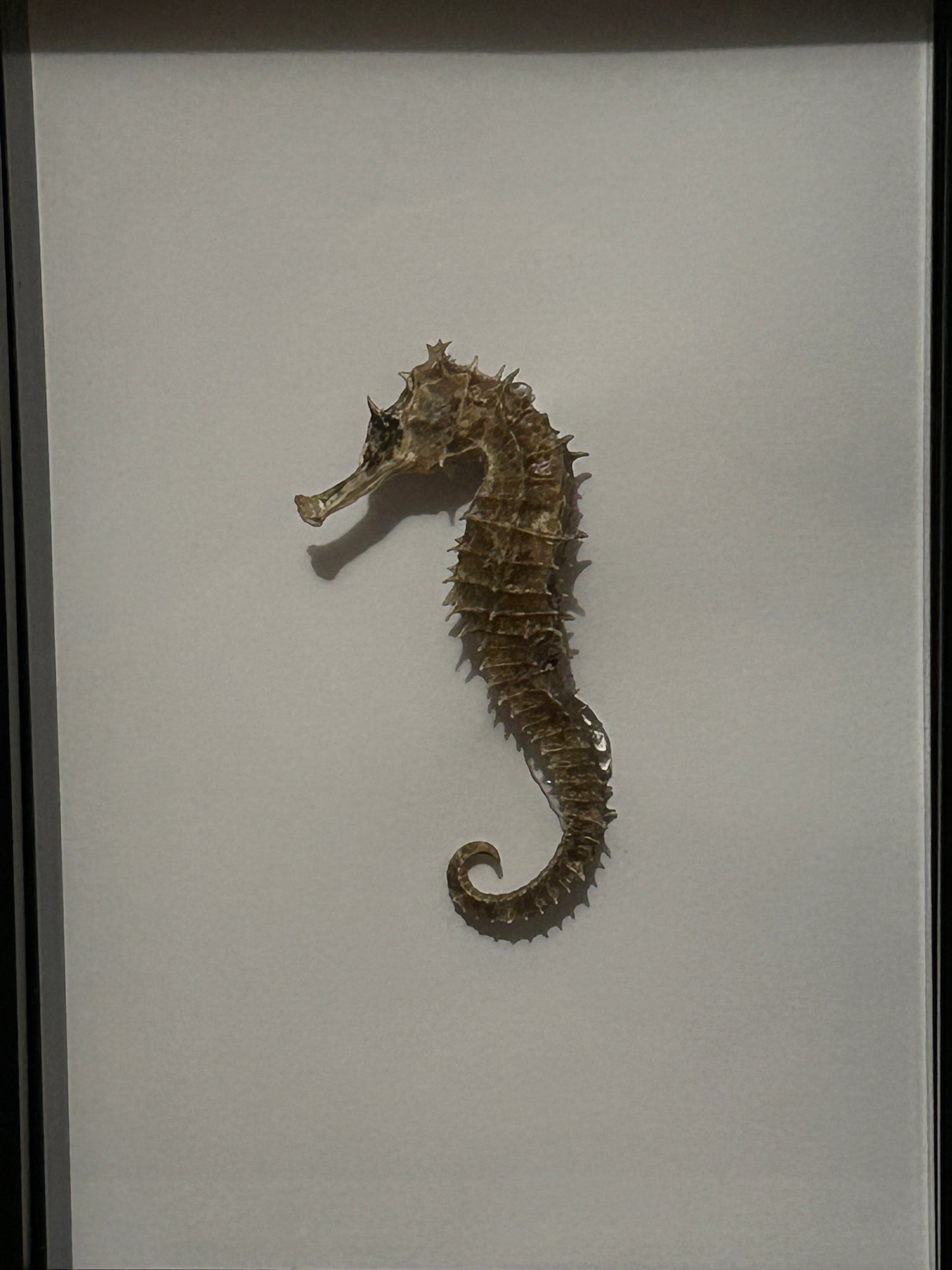 Seahorse in a Frame