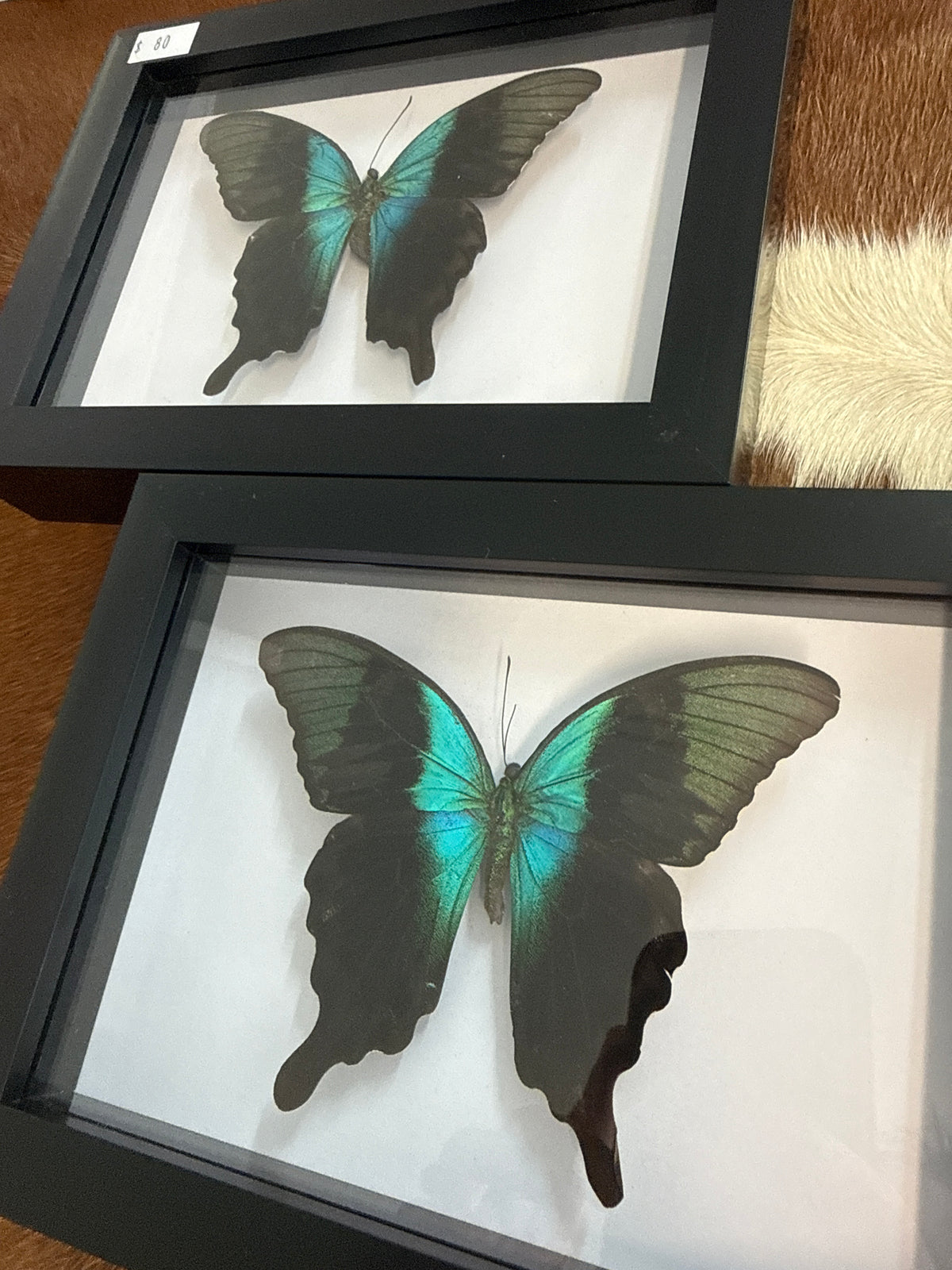 Papilio peranthus Butterfly in a Frame