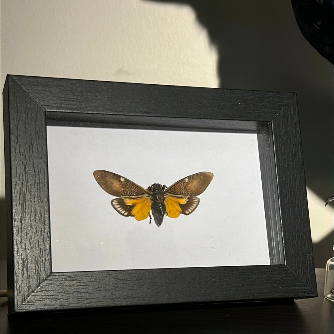 Orange & Brown Cicada in frame