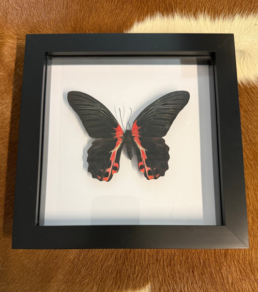 Papilio romanzovia (variant A) in a frame