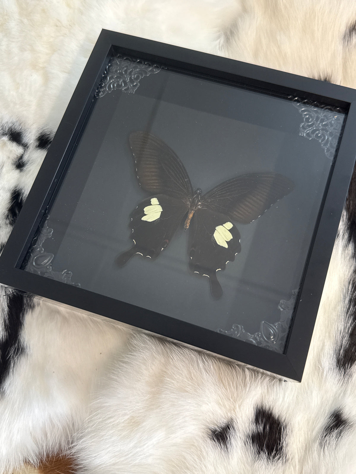 Papilio iswara Butterfly in a Frame