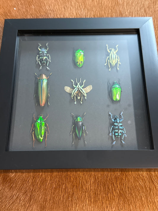 Green Beetle Party Frame
