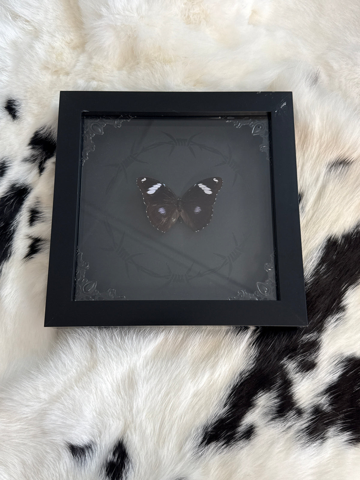 Great Eggfly Butterfly in a Frame