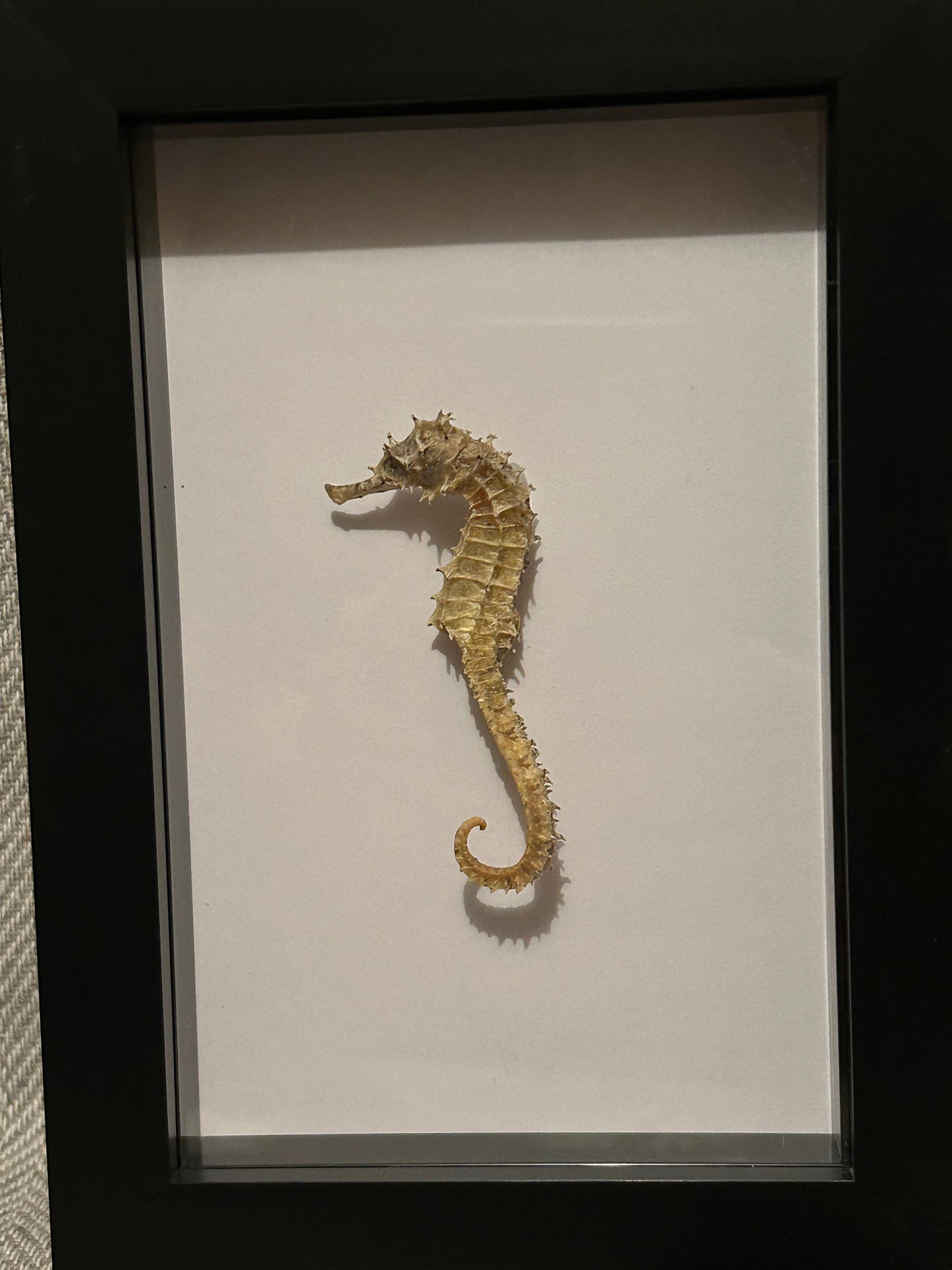 Seahorse in a Frame