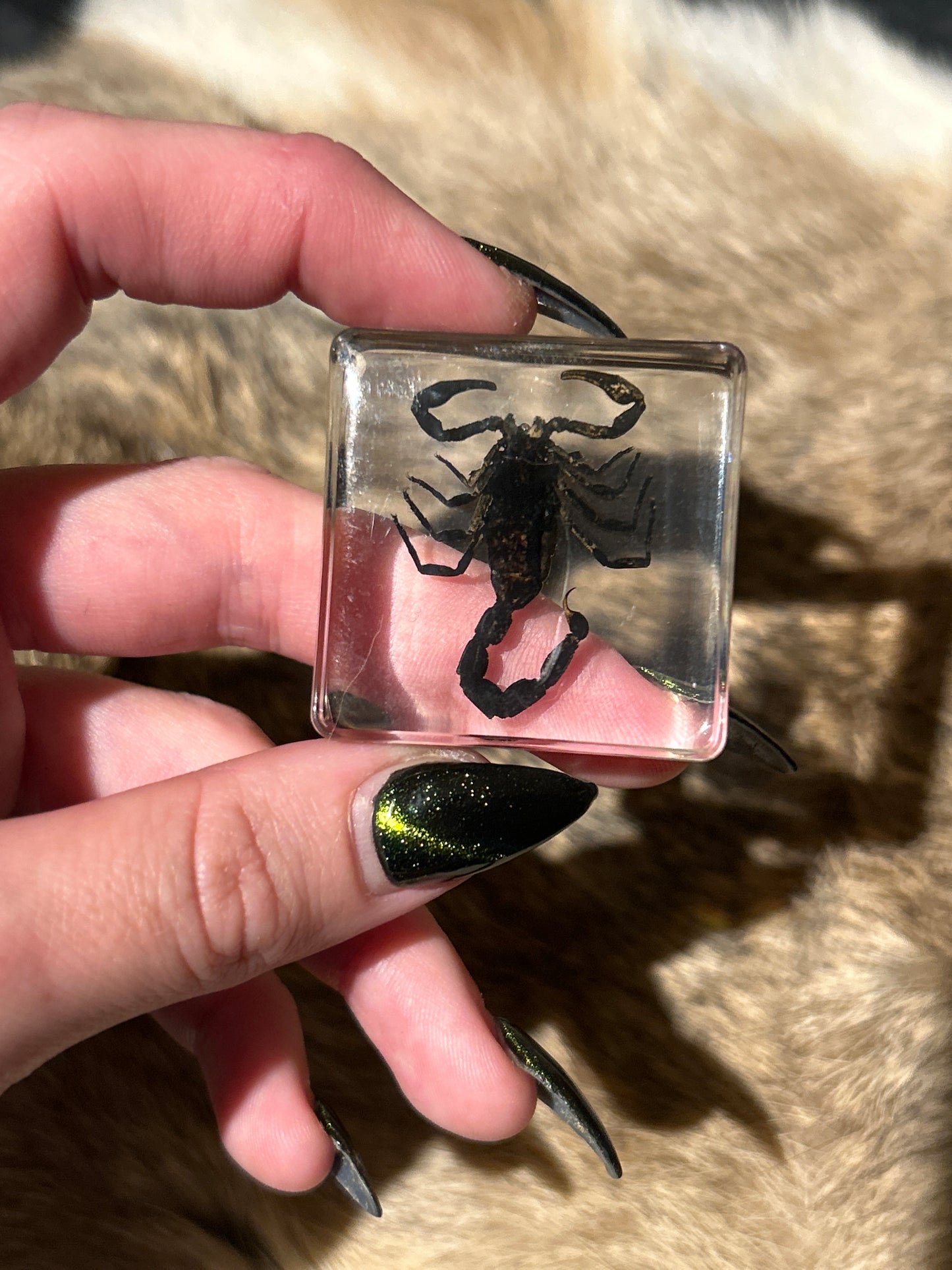 Black Scorpion in Resin Block