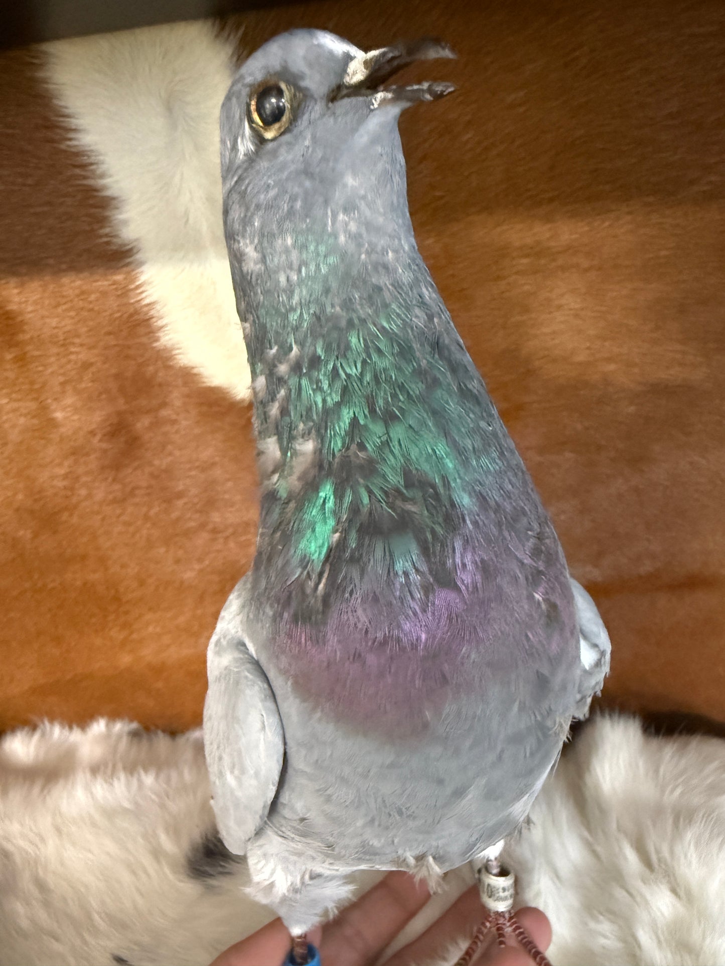Taxidermy Pigeon 'Kyle' - Pumpkin Cat Collectables
