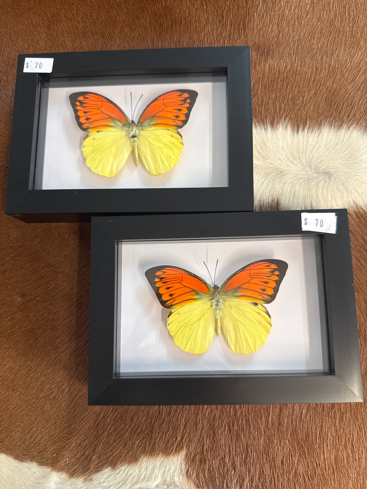 Orange Tip Butterfly in a Frame