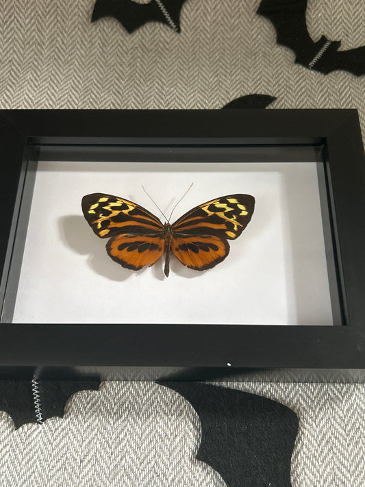 Nosferatu Tithorea harmonia Butterfly Frame